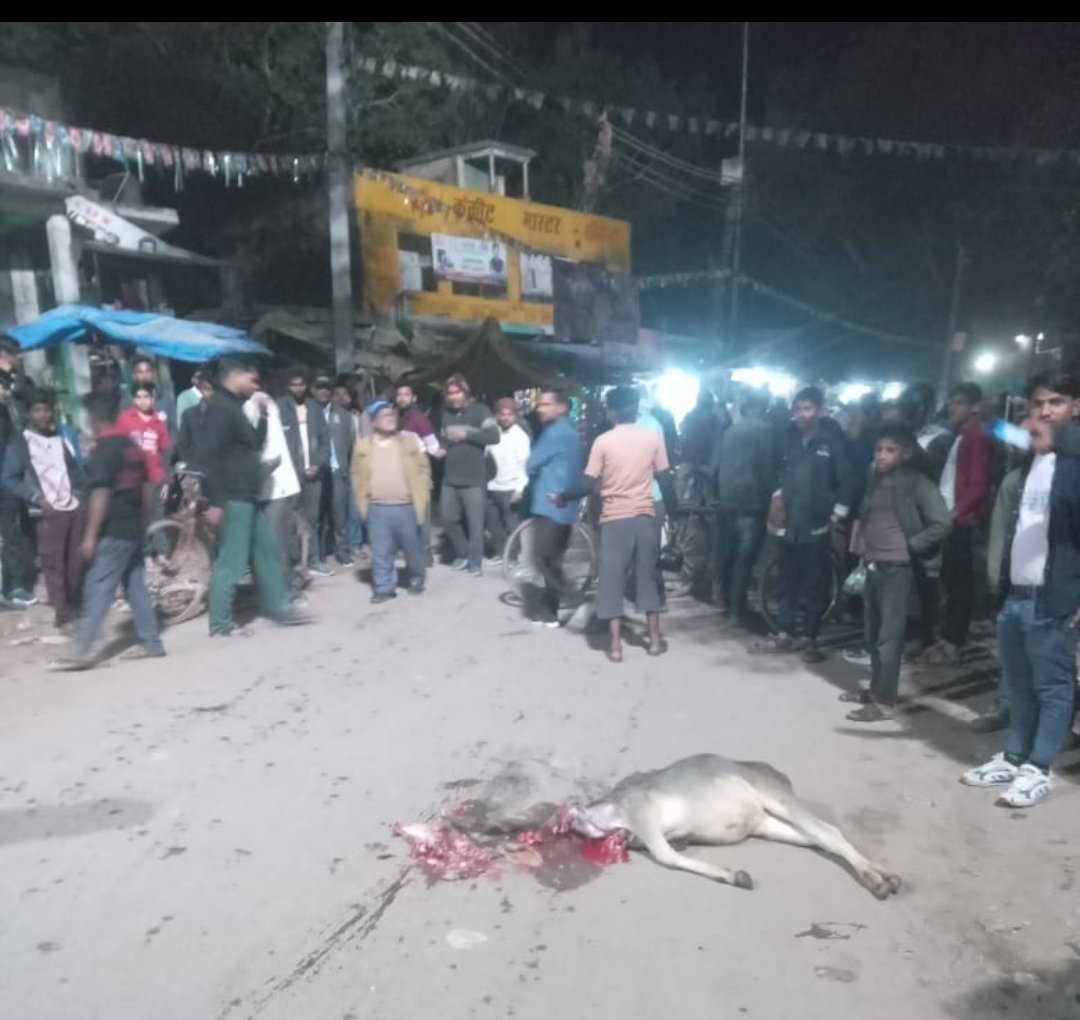 तेज़ रफ्तार, ओवरलोड और बेलगाम सिस्टम: करतल में गौवंश कुचला, प्रशासन पर फिर उठे सवाल*