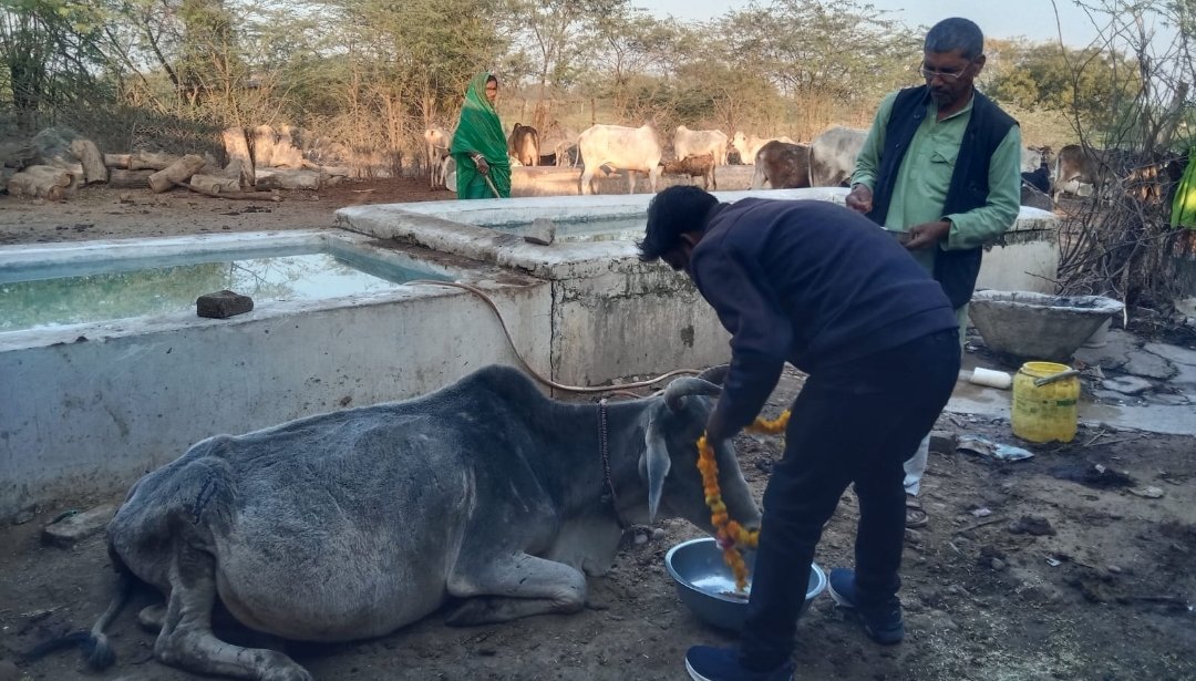 महाशिवरात्रि के शुभ अवसर पर गौ पूजन कार्यक्रम आयोजित किया गया