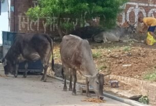 101 किलो आटे की पूड़ि वनवा कर खिलायी गौ माता को