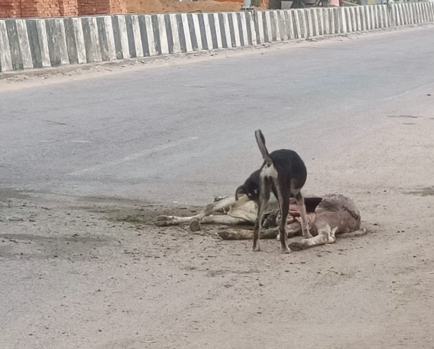बाँदा रोड, नगर नरैनी में अज्ञात वाहन की टक्कर से गोवंश की दर्दनाक मृत्यु पर गहरा आक्रोश, दोषियों के विरुद्ध कठोर कार्रवाई की मांग।